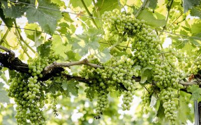 Visita, aperitivo e degustazione in vigna