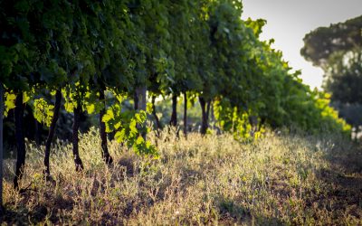 Visita, aperitivo e degustazione in vigna